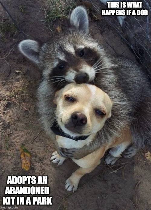 Raccoon Hugs Dog | THIS IS WHAT HAPPENS IF A DOG; ADOPTS AN ABANDONED KIT IN A PARK | image tagged in dogs,raccoon,memes | made w/ Imgflip meme maker