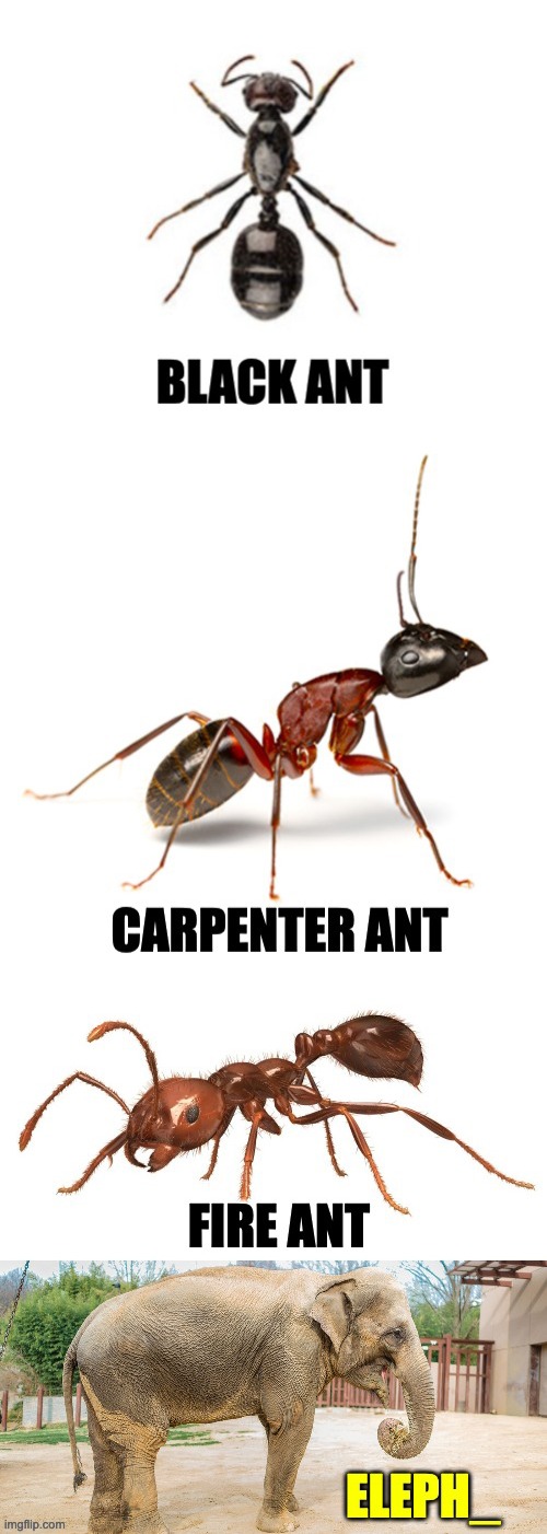 Ants | image tagged in bad pun | made w/ Imgflip meme maker