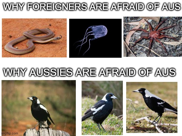 astralian meme | WHY FOREIGNERS ARE AFRAID OF AUS; WHY AUSSIES ARE AFRAID OF AUS | image tagged in australia | made w/ Imgflip meme maker