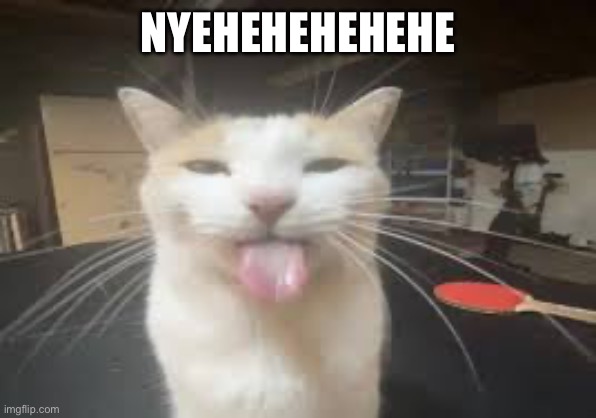 Cat | NYEHEHEHEHEHE | image tagged in cat | made w/ Imgflip meme maker