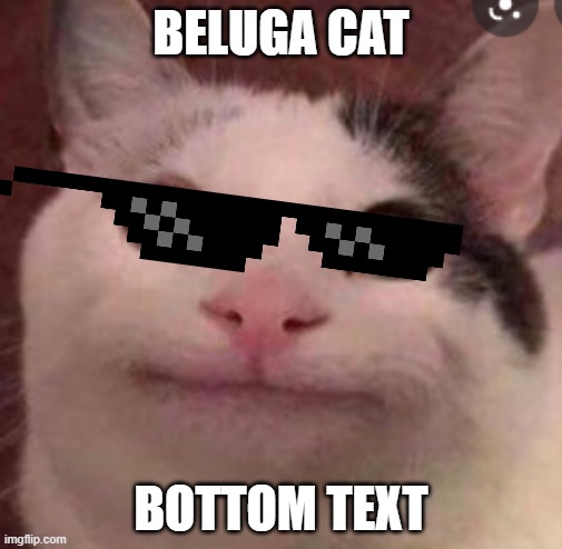 beluga cat is so cool that i luv him | BELUGA CAT; BOTTOM TEXT | image tagged in beluga cat | made w/ Imgflip meme maker