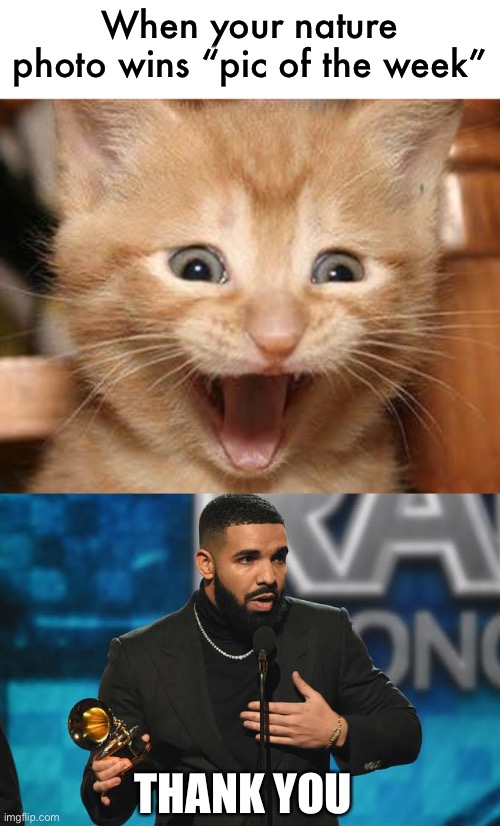 shocked, but happy | When your nature photo wins “pic of the week”; THANK YOU | image tagged in memes,excited cat,drake accepting award,thank you,pic of the week | made w/ Imgflip meme maker