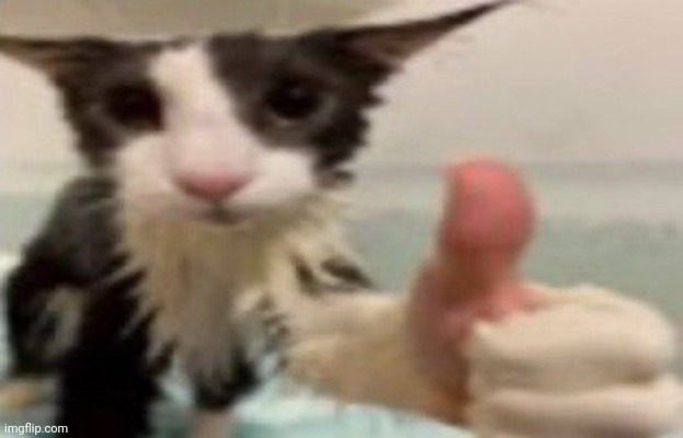 soggy cat thumbs up | image tagged in soggy cat thumbs up | made w/ Imgflip meme maker