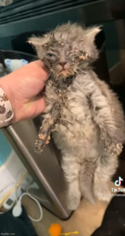 bro swimmed in the catfood | made w/ Imgflip meme maker