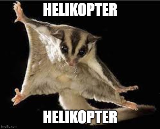 Helikopter | HELIKOPTER; HELIKOPTER | image tagged in helicopter,sugar glider | made w/ Imgflip meme maker
