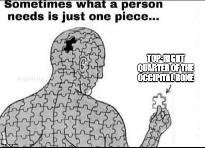 One missing piece | TOP-RIGHT QUARTER OF THE OCCIPITAL BONE | image tagged in one missing piece,science,biology,anatomy,medicine,funny because it's true | made w/ Imgflip meme maker