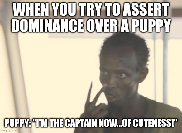Cute DOGS | WHEN YOU TRY TO ASSERT DOMINANCE OVER A PUPPY; PUPPY: "I'M THE CAPTAIN NOW...OF CUTENESS!" | image tagged in memes,i'm the captain now | made w/ Imgflip meme maker