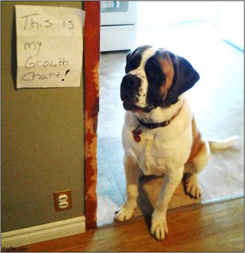 Door Frame Ruined By Dog ! | image tagged in dogs,door,ruined,growth | made w/ Imgflip meme maker
