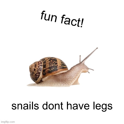 hope you enjoy more fun facts! | made w/ Imgflip meme maker