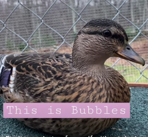 High Quality Bubbles the Duck Blank Meme Template