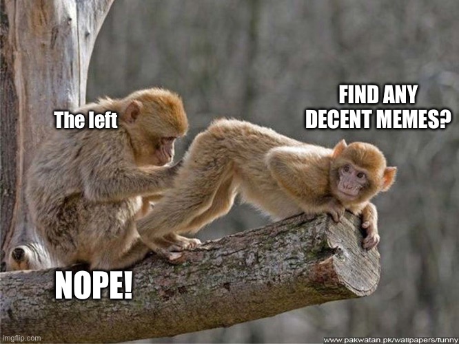 monkey butt | FIND ANY DECENT MEMES? The left; NOPE! | image tagged in monkey butt | made w/ Imgflip meme maker