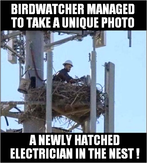 A Rare Sighting ! | BIRDWATCHER MANAGED TO TAKE A UNIQUE PHOTO; A NEWLY HATCHED ELECTRICIAN IN THE NEST ! | image tagged in fun,bird watcher,photography,electrician,nest | made w/ Imgflip meme maker