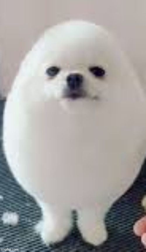 eggdog | image tagged in eggdog | made w/ Imgflip meme maker