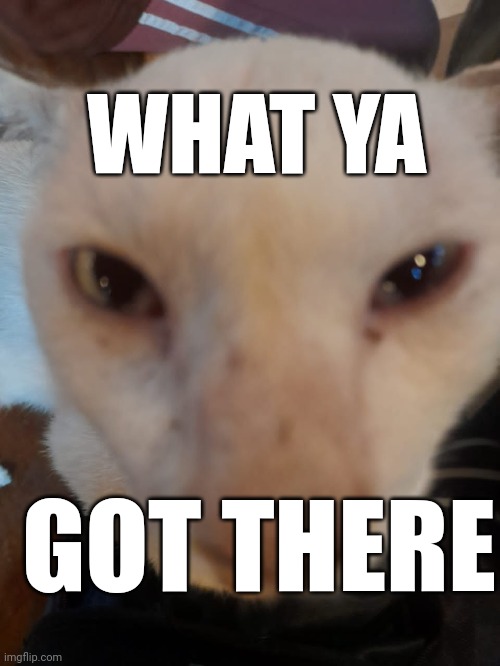 Cat | WHAT YA; GOT THERE | image tagged in meme | made w/ Imgflip meme maker