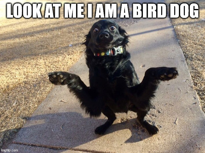 LOOK AT ME I AM A BIRD DOG | made w/ Imgflip meme maker
