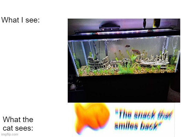 fish are friends, not food | What I see:; What the cat sees: | image tagged in fish,cats | made w/ Imgflip meme maker