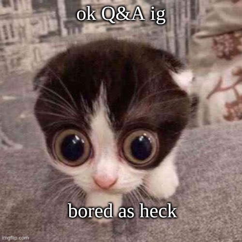 cat | ok Q&A ig; bored as heck | image tagged in cat | made w/ Imgflip meme maker