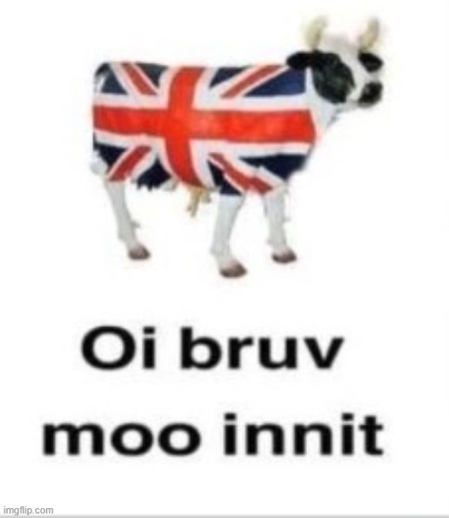 oi bruv moo innit | image tagged in bri'ish cow | made w/ Imgflip meme maker