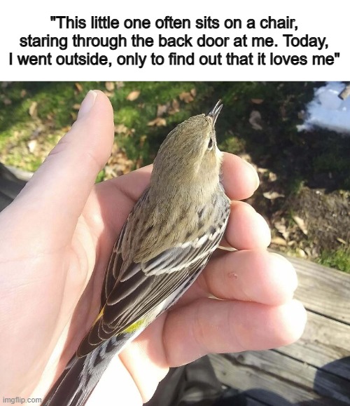 I can confirm that this is very nice :D | "This little one often sits on a chair, staring through the back door at me. Today, I went outside, only to find out that it loves me" | made w/ Imgflip meme maker