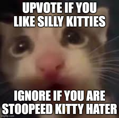 cat gasp | UPVOTE IF YOU LIKE SILLY KITTIES; IGNORE IF YOU ARE STOOPEED KITTY HATER | image tagged in cat gasp | made w/ Imgflip meme maker