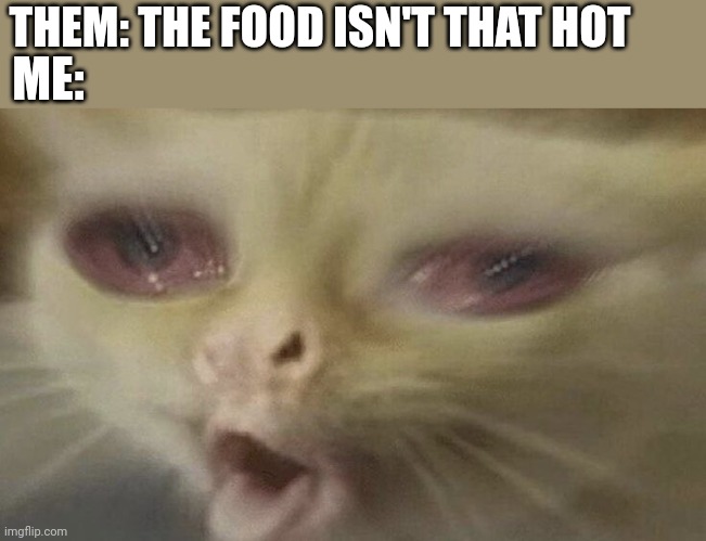Spicy | THEM: THE FOOD ISN'T THAT HOT; ME: | image tagged in coughing cat,food | made w/ Imgflip meme maker
