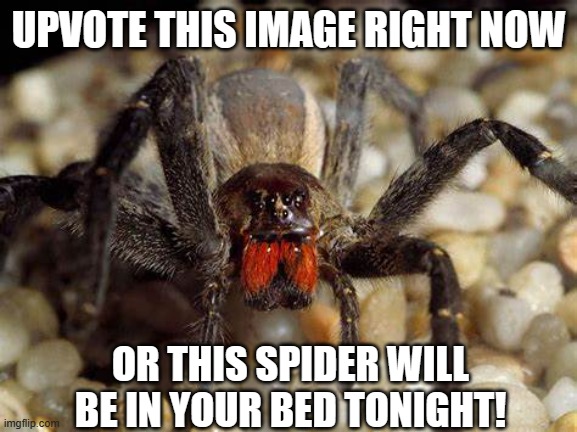I will not beg. | UPVOTE THIS IMAGE RIGHT NOW; OR THIS SPIDER WILL BE IN YOUR BED TONIGHT! | image tagged in spider | made w/ Imgflip meme maker