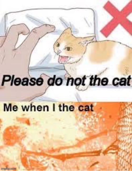 I accidentally the cat 0~0 | image tagged in cats | made w/ Imgflip meme maker