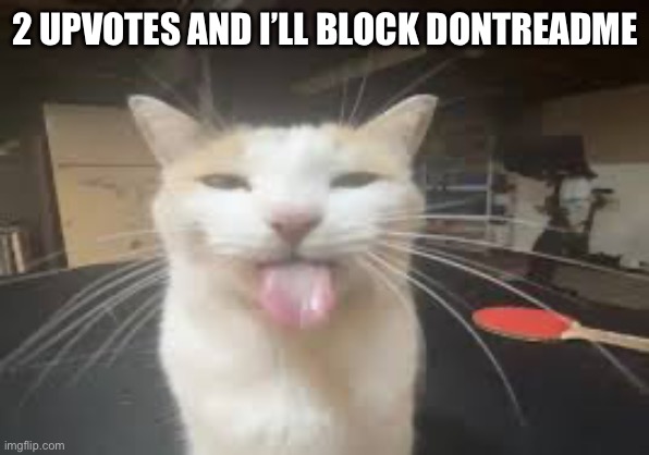 Cat | 2 UPVOTES AND I’LL BLOCK DONTREADME | image tagged in cat | made w/ Imgflip meme maker