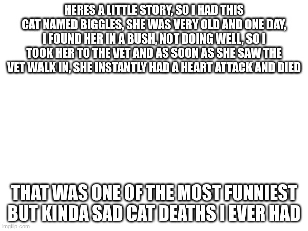 RIP biggles | HERES A LITTLE STORY, SO I HAD THIS CAT NAMED BIGGLES, SHE WAS VERY OLD AND ONE DAY, I FOUND HER IN A BUSH, NOT DOING WELL, SO I TOOK HER TO THE VET AND AS SOON AS SHE SAW THE VET WALK IN, SHE INSTANTLY HAD A HEART ATTACK AND DIED; THAT WAS ONE OF THE MOST FUNNIEST BUT KINDA SAD CAT DEATHS I EVER HAD | image tagged in true story | made w/ Imgflip meme maker