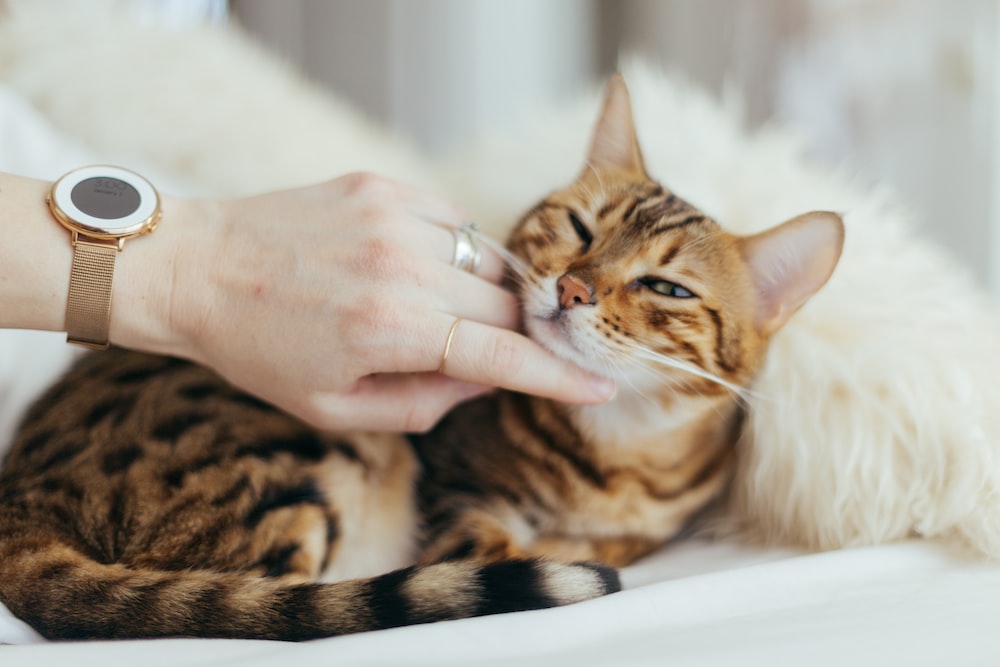 Boyfriends cat Blank Meme Template