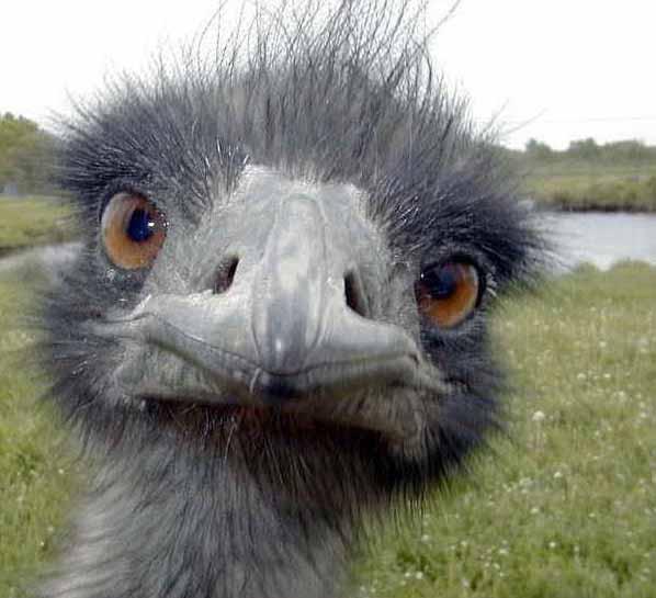 High Quality Cold Stare of Ostrich Blank Meme Template