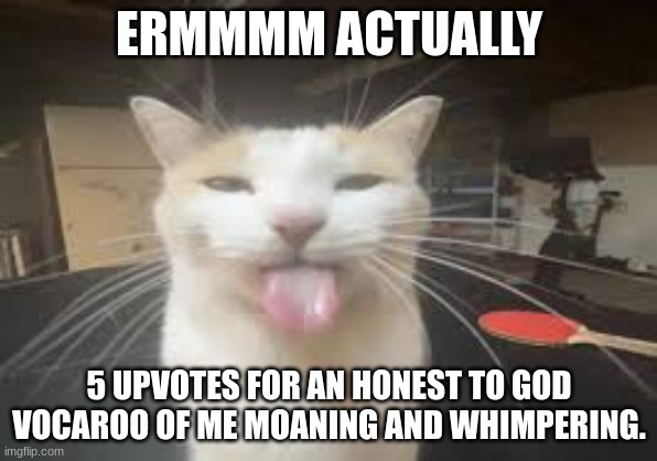 (Im atheist) | ERMMMM ACTUALLY; 5 UPVOTES FOR AN HONEST TO GOD VOCAROO OF ME MOANING AND WHIMPERING. | image tagged in cat | made w/ Imgflip meme maker