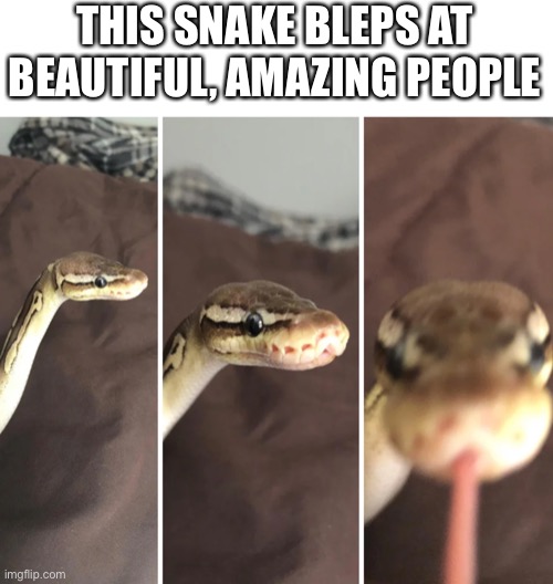 *blep* | THIS SNAKE BLEPS AT BEAUTIFUL, AMAZING PEOPLE | image tagged in snek,blep | made w/ Imgflip meme maker