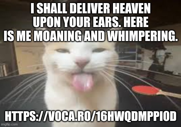 Cat | I SHALL DELIVER HEAVEN UPON YOUR EARS. HERE IS ME MOANING AND WHIMPERING. HTTPS://VOCA.RO/16HWQDMPPI0D | image tagged in cat | made w/ Imgflip meme maker