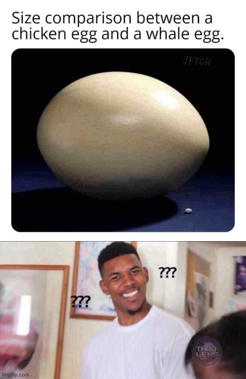 Whale egg? | image tagged in black guy confused,eggs | made w/ Imgflip meme maker
