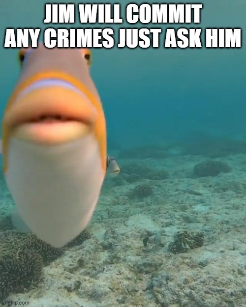 staring fish | JIM WILL COMMIT ANY CRIMES JUST ASK HIM | image tagged in staring fish | made w/ Imgflip meme maker