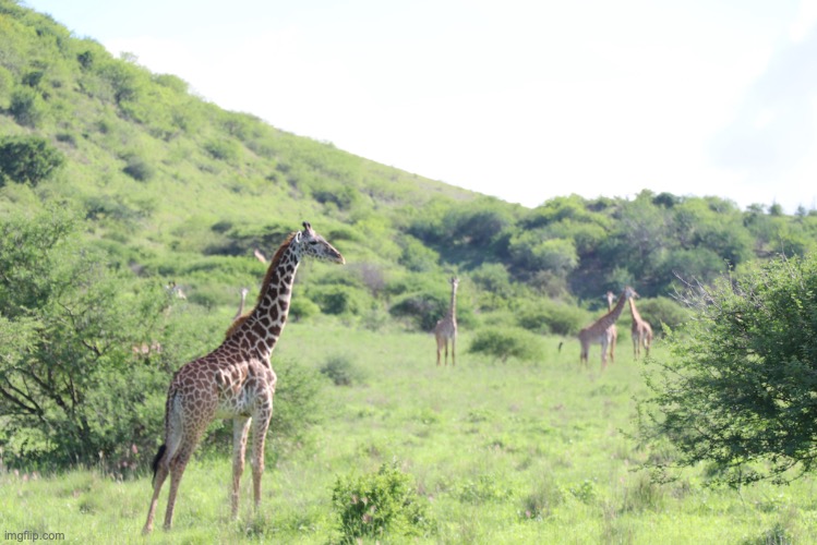 Some giraffes out on a walk. | image tagged in giraffe,pics,samsung galaxy a51,safari | made w/ Imgflip meme maker