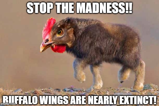 funny | STOP THE MADNESS!! BUFFALO WINGS ARE NEARLY EXTINCT! | image tagged in fun | made w/ Imgflip meme maker