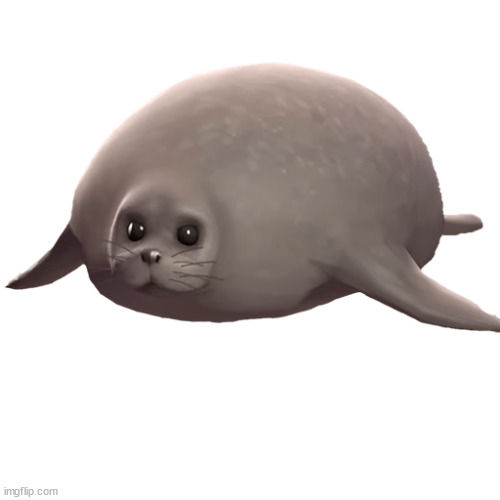 Silvia the seal | image tagged in silvia the seal | made w/ Imgflip meme maker