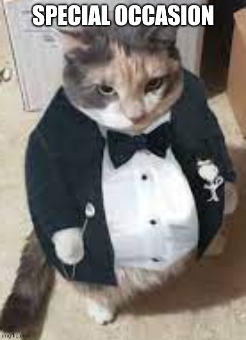 Fat cat in tuxedo | SPECIAL OCCASION | image tagged in fat cat in tuxedo | made w/ Imgflip meme maker