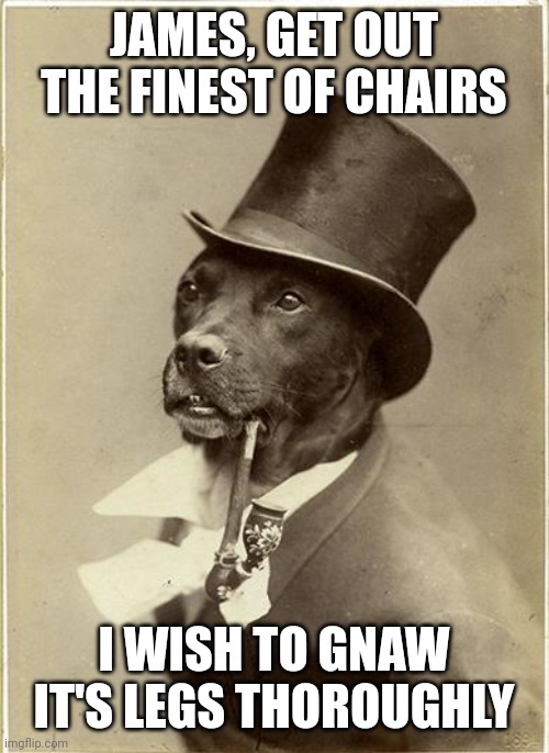 My puppy gave me this idea, I love her! | JAMES, GET OUT THE FINEST OF CHAIRS; I WISH TO GNAW IT'S LEGS THOROUGHLY | image tagged in old money dog,memes,dogs,lord | made w/ Imgflip meme maker