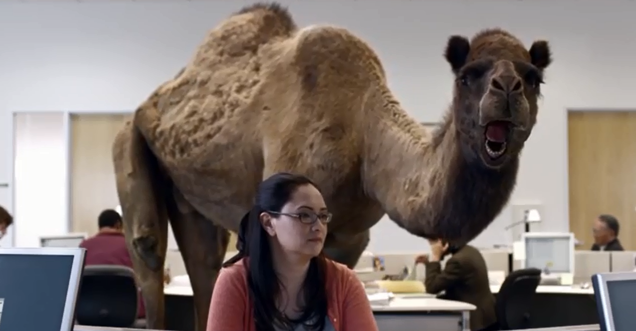 High Quality Hump Day Camel Blank Meme Template