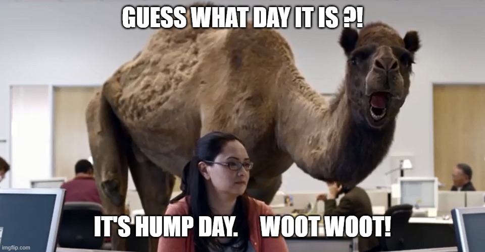 Hump day | GUESS WHAT DAY IT IS ?! IT'S HUMP DAY.     WOOT WOOT! | image tagged in hump day camel | made w/ Imgflip meme maker