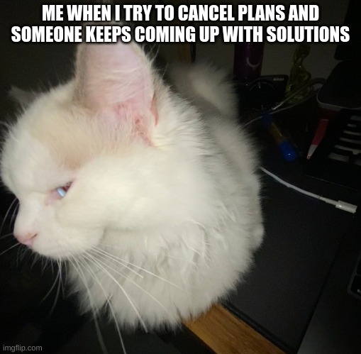 its true | ME WHEN I TRY TO CANCEL PLANS AND SOMEONE KEEPS COMING UP WITH SOLUTIONS | image tagged in cat side eye | made w/ Imgflip meme maker
