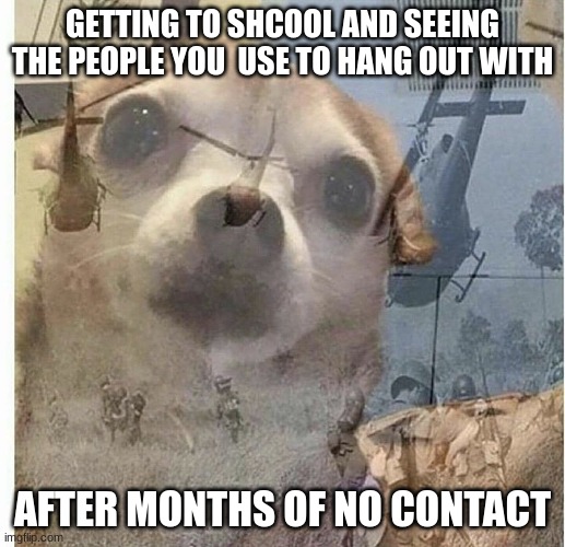 right? | GETTING TO SCHOOL AND SEEING THE PEOPLE YOU  USE TO HANG OUT WITH; AFTER MONTHS OF NO CONTACT | image tagged in ptsd chihuahua | made w/ Imgflip meme maker