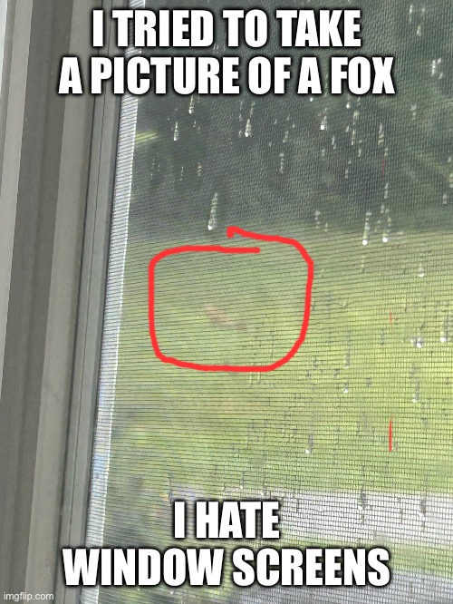 I tried | I TRIED TO TAKE A PICTURE OF A FOX; I HATE WINDOW SCREENS | image tagged in fox | made w/ Imgflip meme maker
