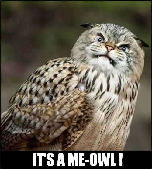 What Is This Creature ? | IT'S A ME-OWL ! | image tagged in cats,owl,meow | made w/ Imgflip meme maker
