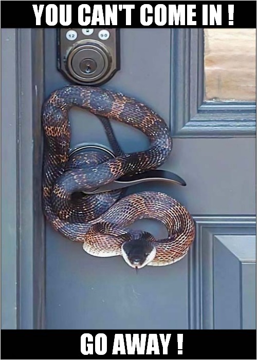 An Excellent Security And Intrusion Protection System ! | YOU CAN'T COME IN ! GO AWAY ! | image tagged in fun,snakes,security,go away | made w/ Imgflip meme maker