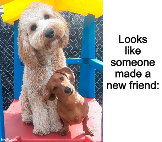 That's very good for them both :D | Looks like someone made a new friend: | image tagged in blank white template | made w/ Imgflip meme maker