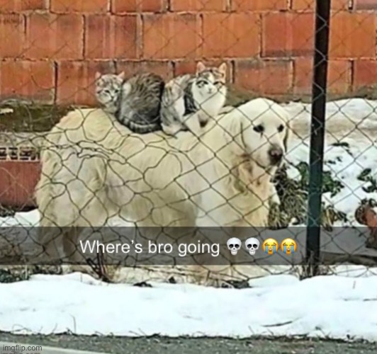 … | made w/ Imgflip meme maker